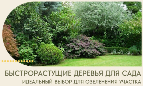 Быстрорастущие деревья для сада идеальный выбор в Видном
