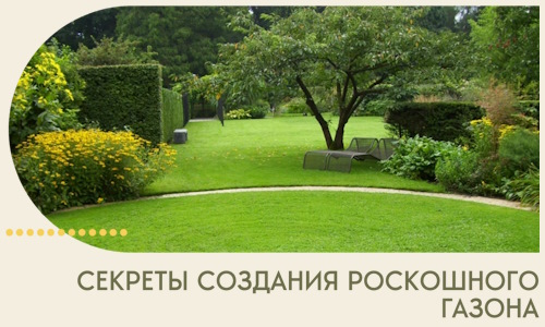Секреты создания роскошного газона в Видном